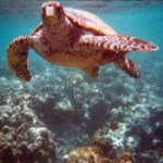 2 heures de plong&eacute;e au milieu des tortues