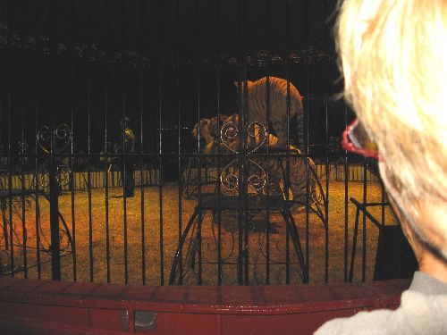 photo : cirque zavatta 18