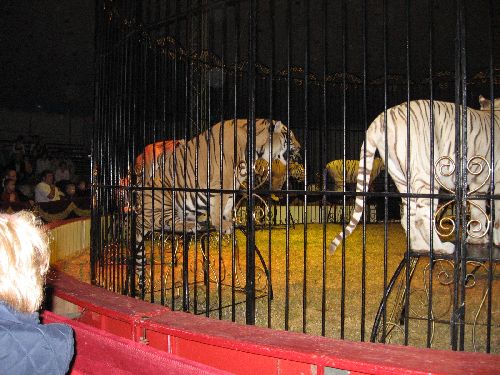 photo : cirque zavatta 19