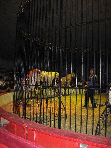 photo : cirque zavatta 23