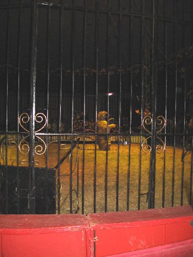 photo : cirque zavatta 27