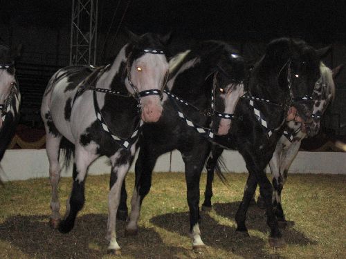 photo : cirque zavatta 38