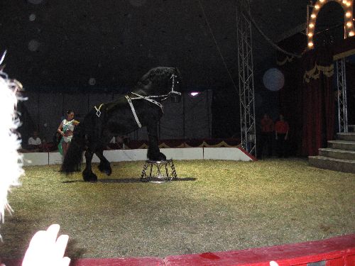 photo : cirque zavatta 48