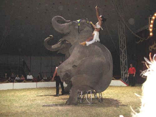 photo : cirque zavatta 66