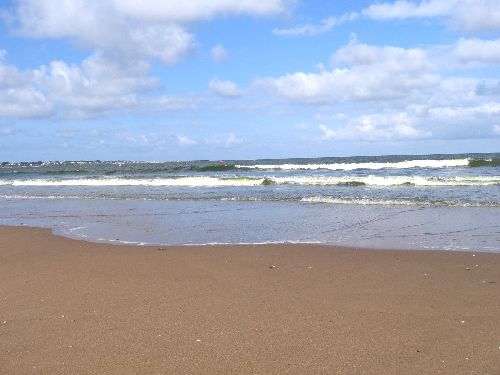 photo : cormorane 10