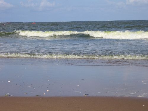 photo : cormorane 11