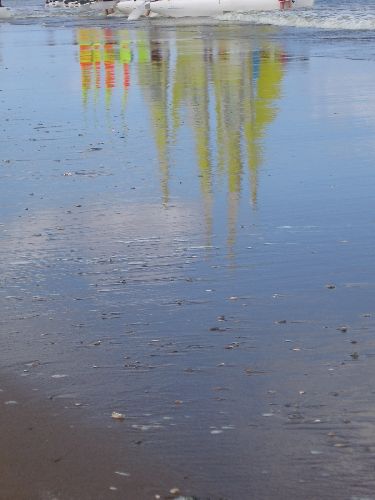 photo : cormorane 16