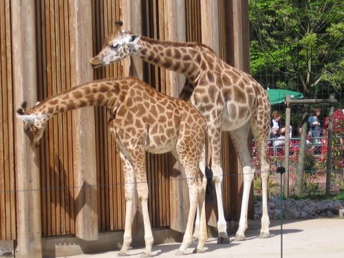 photo : 22 girafes du Parc de la tete d Or