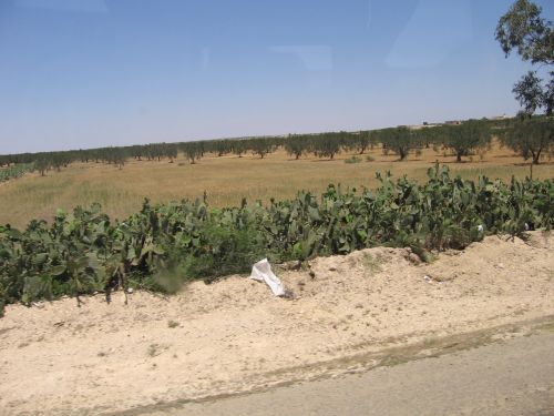 photo : 74 Haies de cactus sur la route entre Kairouan et Monastir (19/05/2010)