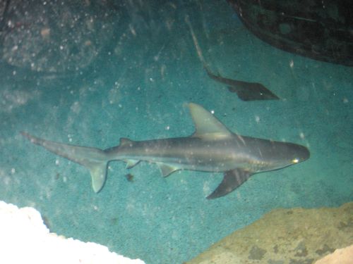 photo : a l ocearium du croisic 04 (11/08/2010)