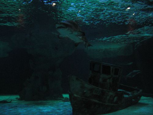 photo : a l ocearium du croisic 06 (11/08/2010)