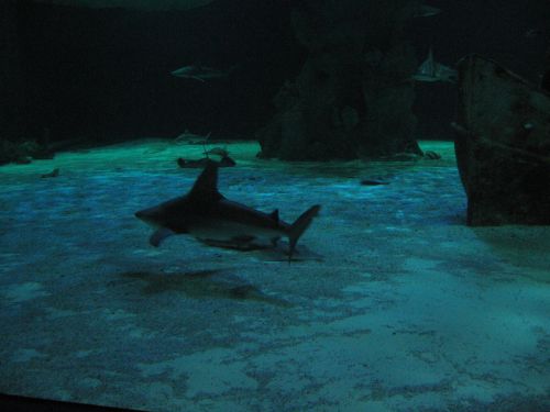 photo : a l ocearium du croisic 07 (11/08/2010)