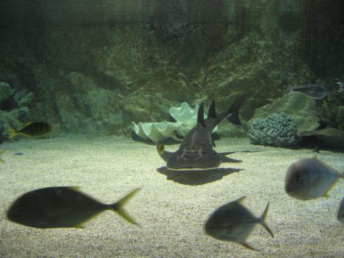 photo : a l ocearium du croisic 11 (11/08/2010)