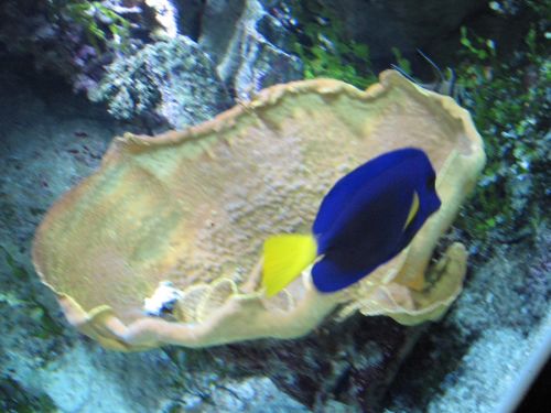 photo : a l ocearium du croisic 13 (11/08/2010)