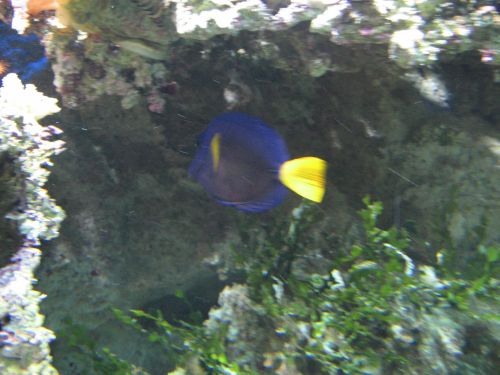 photo : a l ocearium du croisic 14 (11/08/2010)