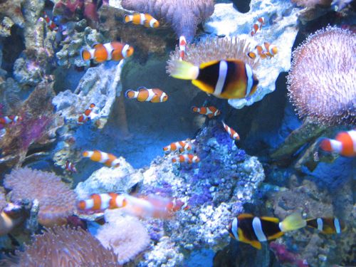 photo : a l ocearium du croisic 18 (11/08/2010)