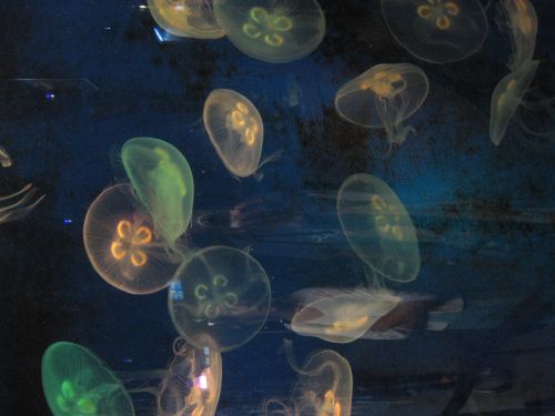 photo : a l ocearium du croisic 21 (11/08/2010)