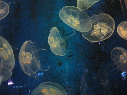 photo : a l ocearium du croisic 22 (11/08/2010)