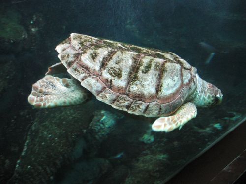 photo : a l ocearium du croisic 25 (11/08/2010)