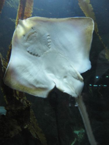 photo : a l ocearium du croisic 29 (11/08/2010)