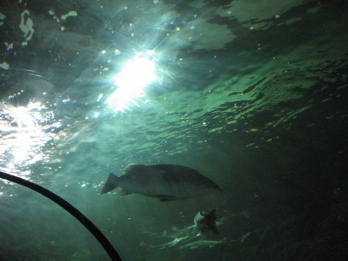 photo : a l ocearium du croisic 32 (11/08/2010)