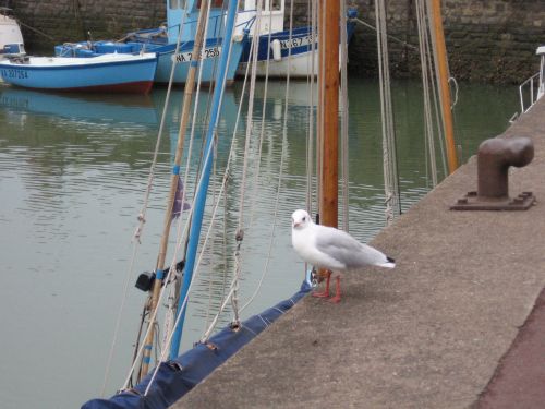 photo : le port de Pornic 03 (19/08/2010)