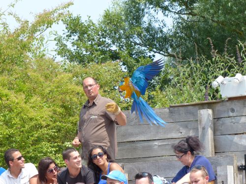 photo : parc des oiseaux 13 (14/07/2013)