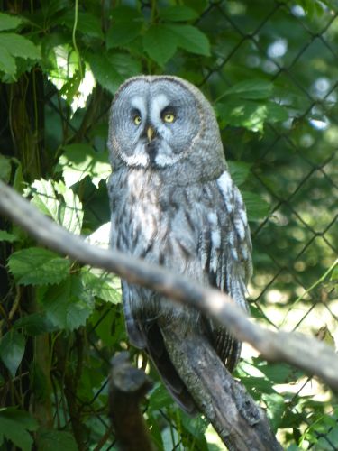 photo : parc des oiseaux 39 (14/07/2013)