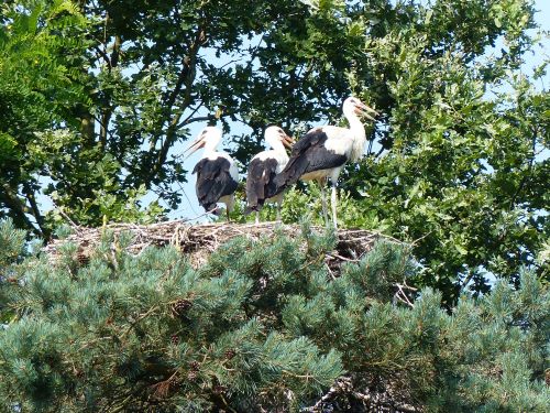 photo : parc des oiseaux 45 (14/07/2013)