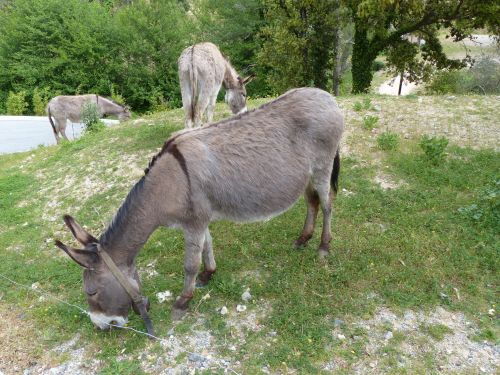 photo : 06 Les anes du Reverdi (02/05/2014)