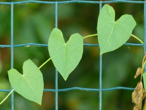 photo : 42 du 21/07/2015