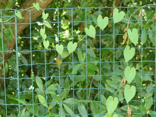 photo : 44 du 21/07/2015