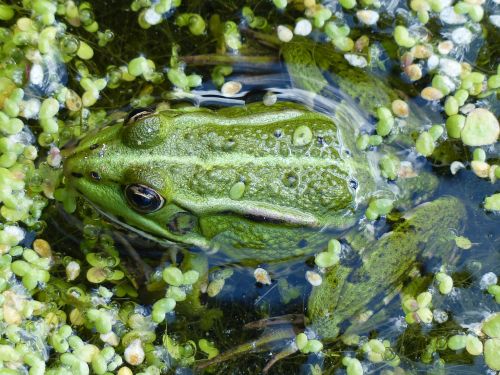 photo : Ria de Pornic 11 (23/07/2015)