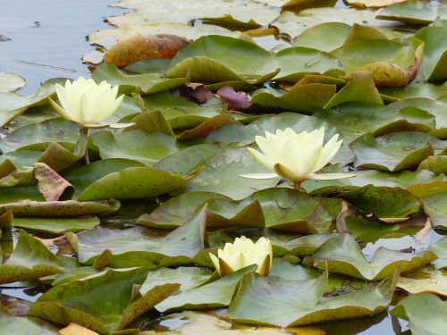 photo : 26 du 31/07/2015