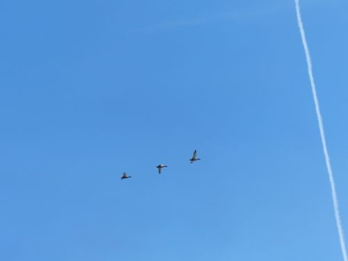 photo : La patrouille de France a Pornic 36 (01/08/2015)