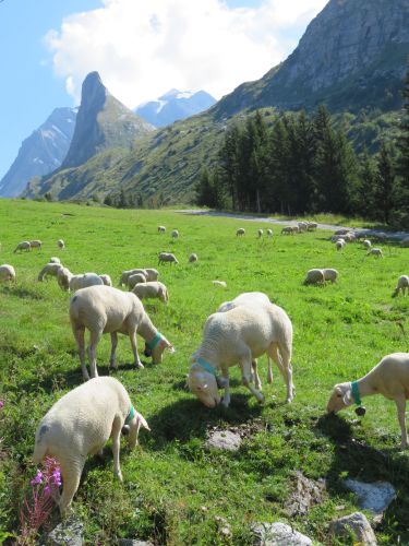 photo : 01 rando lac des vaches pralognan la vanoise (21/08/2018)
