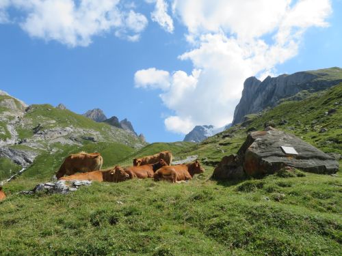 photo : 07 rando lac des vaches pralognan la vanoise (21/08/2018)