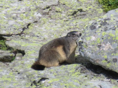 photo : 17 rando lac des vaches pralognan la vanoise (21/08/2018)
