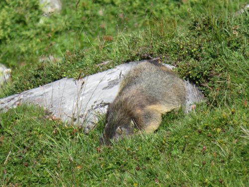 photo : 18 rando lac des vaches pralognan la vanoise (21/08/2018)
