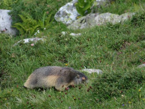 photo : 19 rando lac des vaches pralognan la vanoise (21/08/2018)