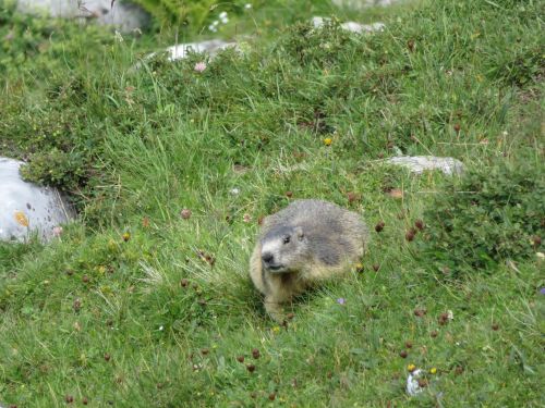 photo : 20 rando lac des vaches pralognan la vanoise (21/08/2018)