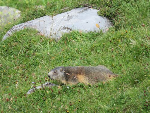 photo : 21 rando lac des vaches pralognan la vanoise (21/08/2018)