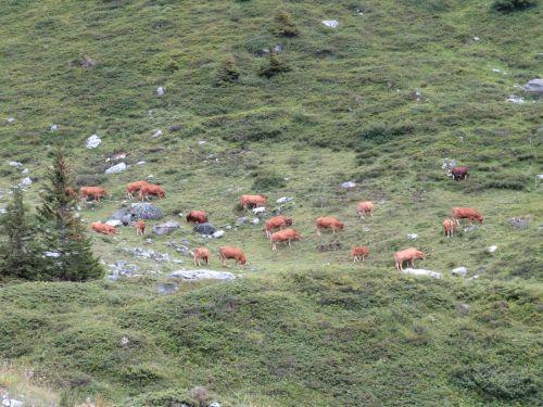 photo : 58 rando lac des vaches pralognan la vanoise (21/08/2018)