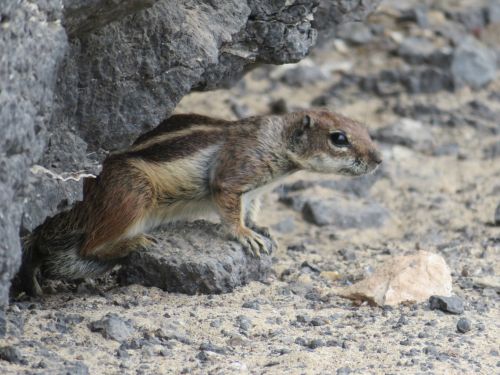 photo : 53 fuerteventura (22/10/2018)
