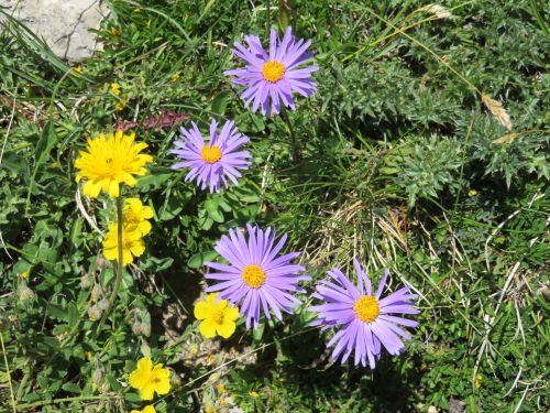 photo : 24 orcieres merlette (08/07/2019)