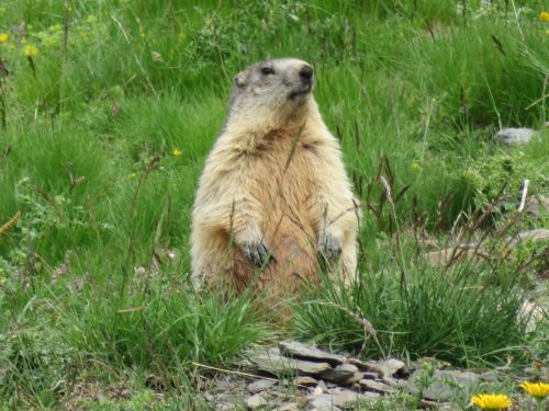 photo : 20 orcieres merlette (11/07/2019)