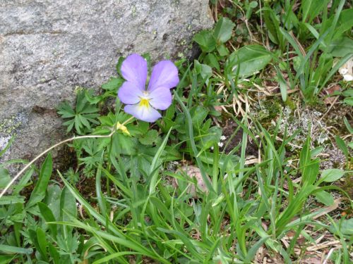 photo : 38 orcieres merlette (11/07/2019)