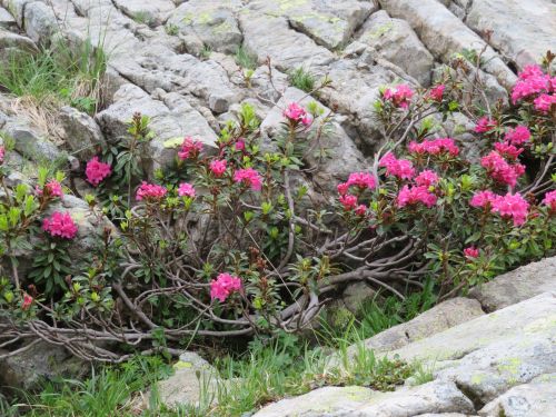 photo : 39 orcieres merlette (11/07/2019)