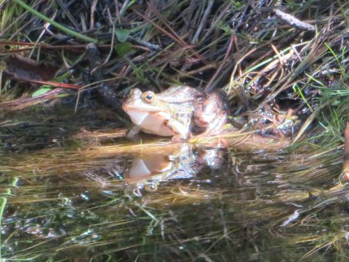 photo : 07 randonnee la cascade de piscia di gallu (11/07/2020)