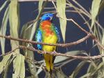 Parc des oiseaux (album photos).
